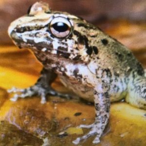 Meet your Posher, Adan